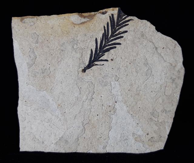 Metasequoia occidentalis CHANEY 1951 - Bild © FossNet FossilienStore